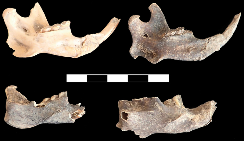 Mandibles of mole-rats found at the rock shelter.